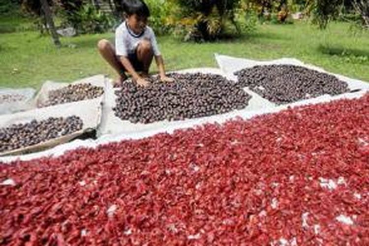 Anak-anak membantu menjemur buah dan kulit buah pala hasil panen di Pulau Banda Besar, Kabupaten Maluku Tengah, Maluku, Kamis (13/6/2013). Pala menjadi komoditas andalan warga Kepulauan Banda hingga menarik bangsa-bangsa Eropa.