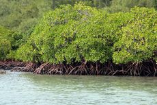 Mengapa Pemanasan Global dapat Mengancam Habitat Mangrove?