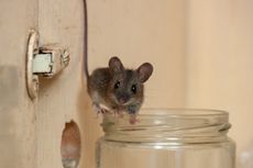 7 Cara Mencegah Tikus Masuk ke Rumah, Dijamin Enggak Muncul