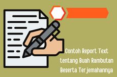 Contoh Report Text tentang Buah Rambutan Beserta Terjemahannya