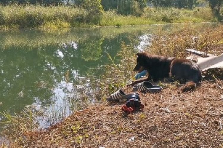 Mhee, seekor anjing berusia enam tahun milik keluarga Somprasong Srithongkhum di Thailand duduk di tepi danau. Di sebelahnya adalah sandal Srithongkhum. Diduga, dia tewas tenggelam ketika hendak menyalakan penyiram untuk menyirami kebun durian.