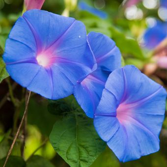 Bunga morning glory berwarna biru