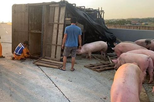 Ban Pecah, Truk Pengangkut Babi Terguling di Tol Nganjuk