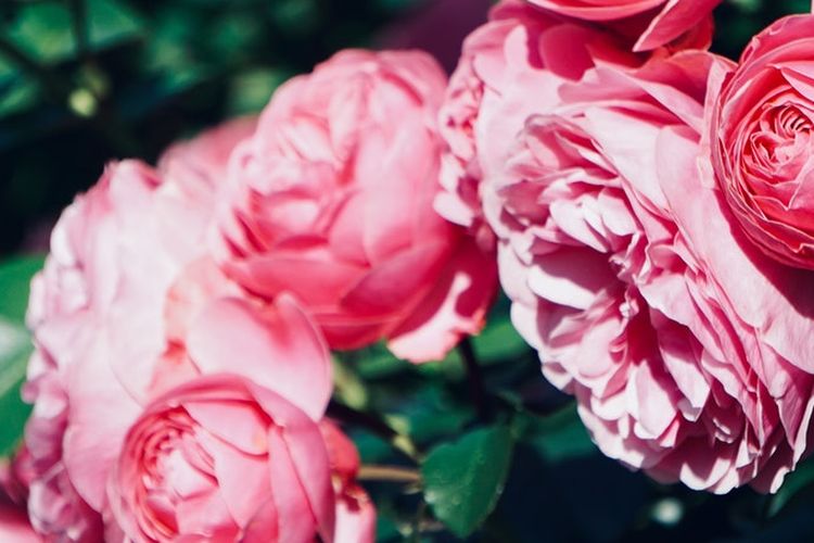 Ilustrasi bunga peony. 