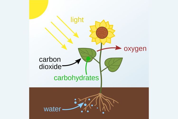Fotosintesis adalah proses pembuatan makanan oleh tumbuhan dengan bantuan cahaya matahari.