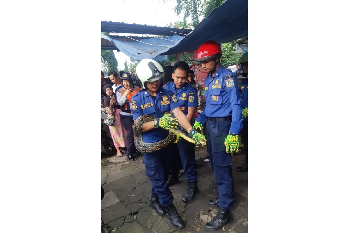 Petugas Sudin PKP Jakarta Timur evakuasi seekor Ular Sanca Batik sepanjang 3 meter yang berkeliaran di dalam rumah warga, Jalan TB. Simatupang, Kelurahan Susukan, Ciracas, Jakarta Timur, Rabu (22/1/2020).