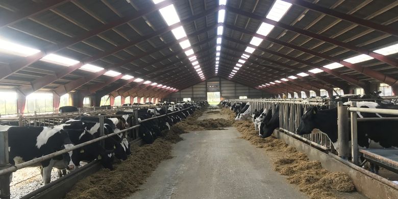 Sebuah peternakan sapi konvensional di Denmark.