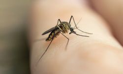Anggota DPR Berharap Pemerintahan Prabowo-Gibran Bisa Bebaskan Indonesia dari Kasus Malaria