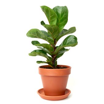 Ilustrasi tanaman hias ara biola atau fiddle leaf fig di dalam pot. 