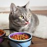 7 Penyebab Kucing Tidak Mau Makan