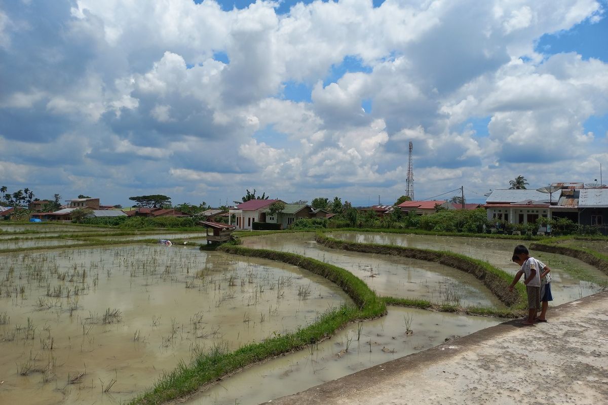Foto: Lahan pertanian padi sawah di Blok 3, Kelurahan Bah Sorma, Kecamatan Siantar Sitalasari, Kota Pematangsiantar, Sumatera Utara, Rabu (15/10/2025).