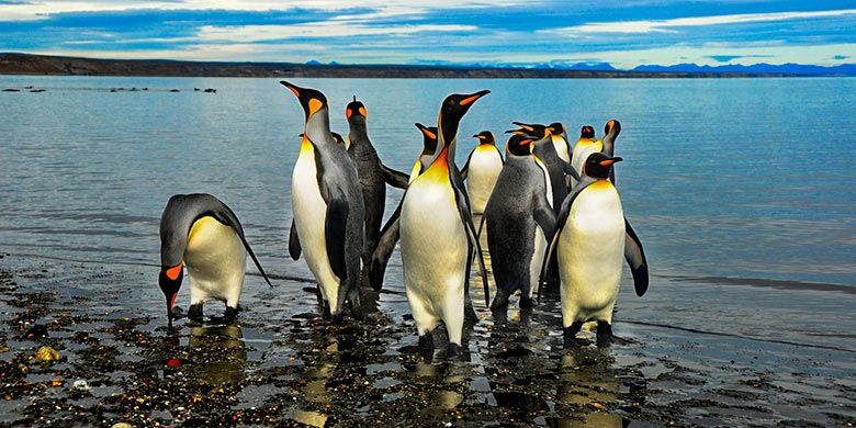 Pinguin di Pulau Tierra del Fuego, Amerika Selatan.
