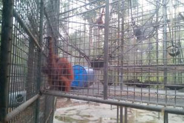 Orangutan yang berada pusat rehabilitasi BOSF Nyaru Menteng, Kalimantan Tengah (28/10/2015)