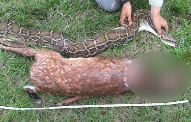 Kisah dari Florida, Ular Piton Mangsa Rusa yang Lebih Berat ...