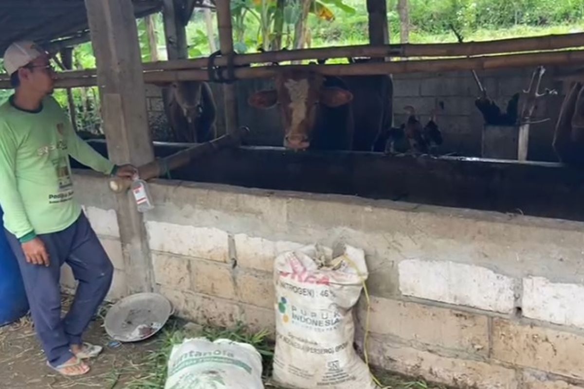 Ratusan Sapi di Ponogoro Diduga Terserang PMK, Pemkab Sebut Kasus Naik Usai Banjir