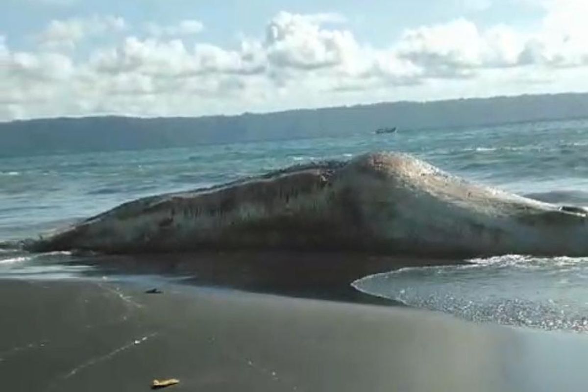 Seekor ikan hiu tutul yang terdampar dan mati di Pantai Selatan Jember, Selasa (3/12/2024)
