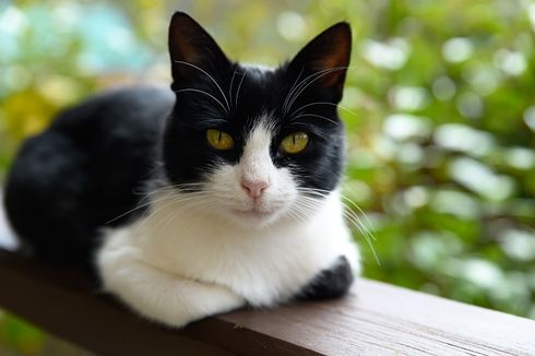 Mengapa Kucing Menyembunyikan Kaki di Balik Tubuhnya?