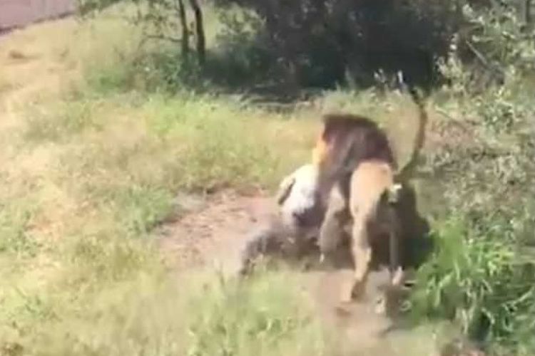 Mike Hodge (67), pemilik taman margasatwa hewan buas di Afrika Selatan diserang seekor singa.