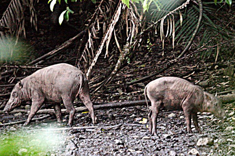 Dua ekor babi rusa sedang menikmati lumpur mineral di kawasan suaka marga satwa Nantu, yang menjadi bagian  dari bentang alam Popayato-Paguat di Provinsi Gorontalo