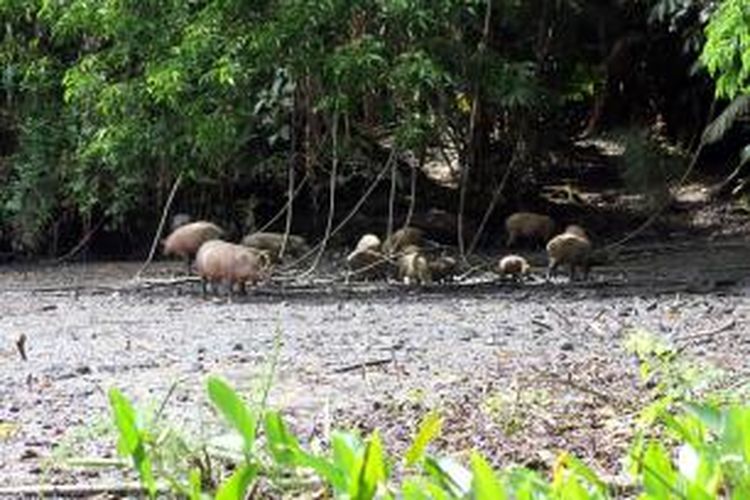 Sekawanan Babi Rusa sedang menjilati mineral di Kubangan Adudu, Suaka Margasatwa Nantu, Gorontalo.