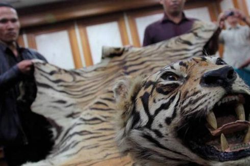 Polisi Lampung Gagalkan Penjualan Kulit Harimau