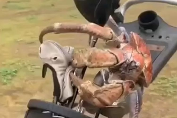 Tangkapan layar dari video di Reddit yang direkam oleh Paul Buhner pada 2020, memperlihatkan seekor kepiting mencengkeram tongkat golf lalu mematahkannya di Pulau Christmas.