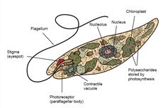 Apa Fungsi Stigma pada Euglena?