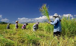 Bukan 'Food Estate', Intensifikasi Lahan Lebih Penting demi Pangan Nasional