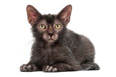 Mengenal Kucing Lykoi dari Ciri-ciri hingga Cara Merawatnya