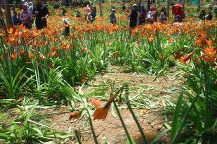 Hamparan bunga amaryllis yang rusak terinjak-injak pengunjung yang datang ke Desa Salam, Kecamatan Patuk, Gunung Kidul