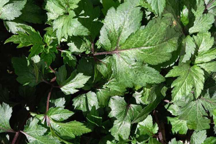 Daun tanaman purwoceng