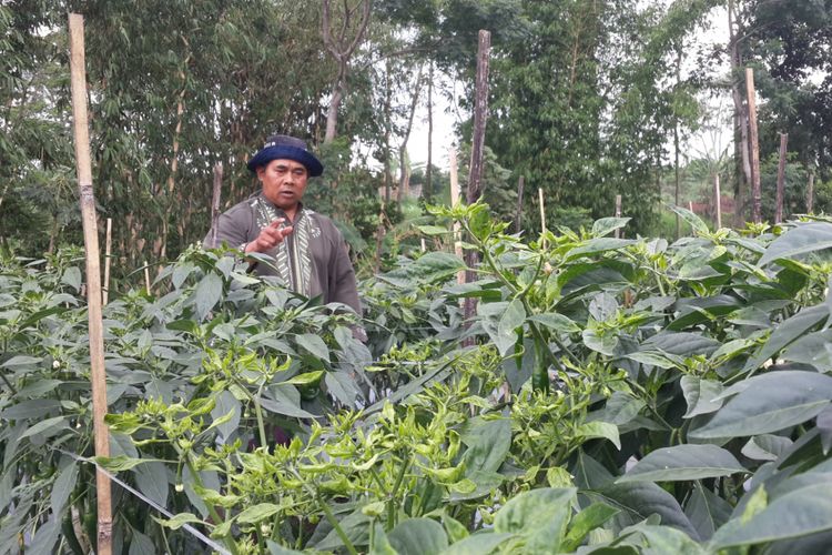 Sejumlah tanaman cabai merah besar mulai mengkerut dan menguning akibat virus gemini di Desa Bocek, Kecamatan Karangploso, Kabupaten Malang, Rabu (15/11/2017)