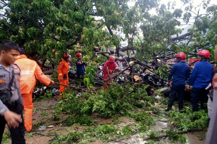 Pohon besar jenis trembesit tumbang di Balai Kota DKI Jakarta pada Kamis (10/11/2022) sekitar pukul 16.40 WIB. Sebanyak 55 sepeda motor dan 4 anggota kepolisian dilaporkan tertimpa runtuhan pohon.