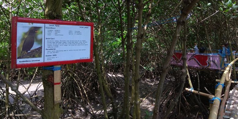 Menikmati Kili Kili Hutan Mangrove Cantik Di Banyuwangi