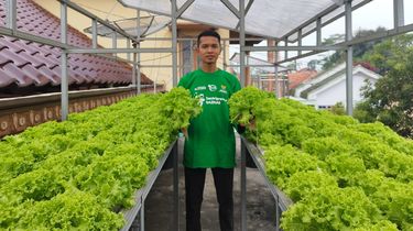 Kisah Pemuda Lumajang Raup Rp 21 Juta per Panen dari Selada Hidroponik di Loteng