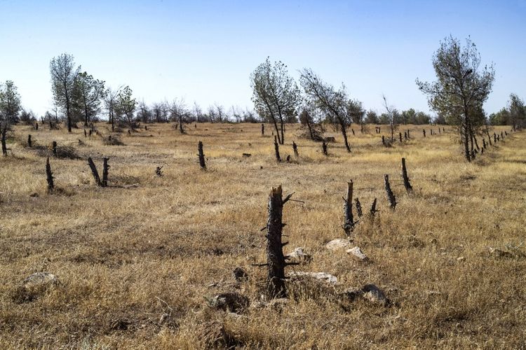 Foto sisa penebangan pohon di Tabqa Reserve dekat desa Jaabar, di timur laut Provinsi Raqa, Suriah pada 11 Juli 2023. Di utara Suriah, lonjakan pembalakan liar akibat konflik selama 12 tahun, bersamaan dengan dampak perubahan iklim dan lainnya faktor, telah mengikis hutan lebat menjadi tanah yang tandus dan kering.