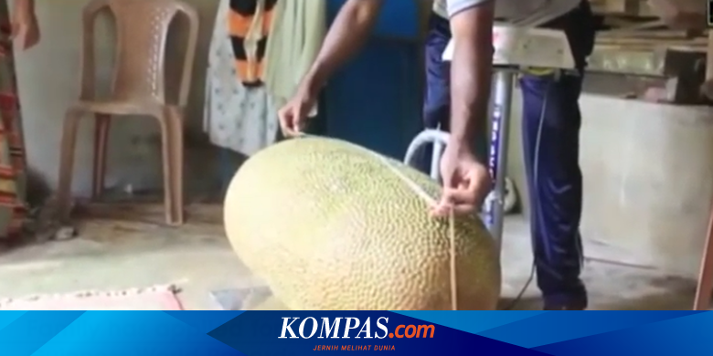 Berat 51 Kg Inikah Nangka Terbesar Di Dunia Halaman All Kompas Com