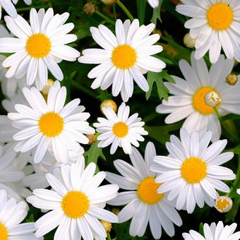 Ilustrasi bunga daisy jenis Oxeye daisy