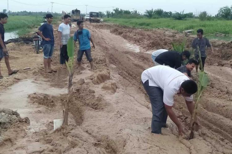 Warga Desa Sontang, Kecamatan Bonai Darussalam, Kabupaten Rohul, Riau, tanam pisang dan sawit di jalan rusak dan berlumpur sebagai bentuk kekecewaan karena tak kunjung diperbaiki, Rabu (24/6/2020).