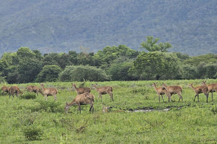 Kumpulan rusa di Taman Nasional Baluran, Banyuwangi, Jawa Timur