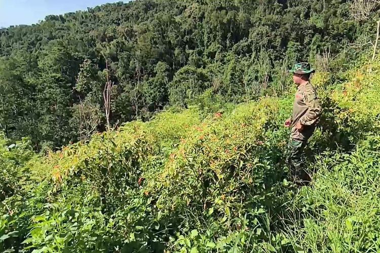 LAHAN TIDUR: Memanfaatkan lahan tidur jadi kebun cabai, anggota TNI sukses edukasi warga tanam cabai hingga raih pendapatan puluhan juta rupiah.


 Edukasi Warga Tanam Cabai Hingga Raih Pendapatan Puluhan Juta
