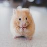 Cara Mengatasi Hamster yang Suka Menggigit 