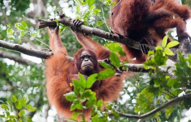 Over 23,000 Orangutans Live in Indonesia's Central Kalimantan Forests