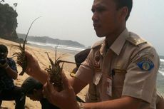 Setelah Gagal Diselundupkan, Ratusan Lobster Dilepaskan di Pantai Gunungkidul