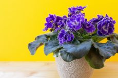 7 Tanaman Hias Bunga yang Dapat Mempercantik Ruangan