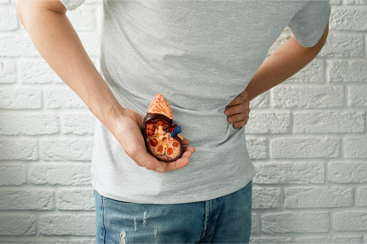 Ilustrasi satu ginjal. Donor ginjal tetap bisa hidup sehat dan aktif setelah operasi transplantasi ginjal. Simak hal-hal yang perlu diketahui dan gaya hidup yang disarankan.