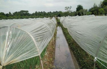 Ini Cara Petani Bawang Merah Tetap Produktif Saat Musim Hujan Halaman All Kompas Com Ini Cara Petani Bawang Merah Tetap Produktif Saat Musim Hujan Halaman All Kompas Com
