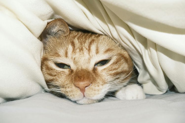 Penyebab Kucing Bersembunyi Saat Sakit