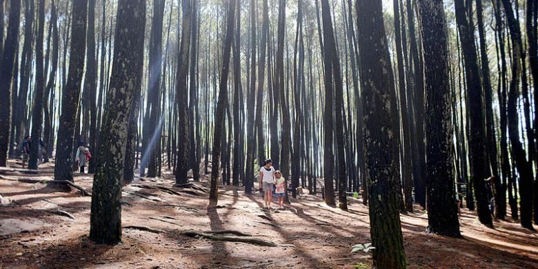 Wisatawan menikmati suasana Hutan Pinus Mangunan di Kecamatan Imogiri, Bantul, DI Yogyakarta, Rabu (23/12/2015). Hutan yang berjarak 23 kilometer dari pusat kota Yogyakarta itu menjadi tempat wisata alternatif bernuansa alam.