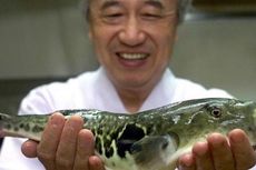 Kota di Jepang Imbau Warga Tidak Makan Ikan Buntal